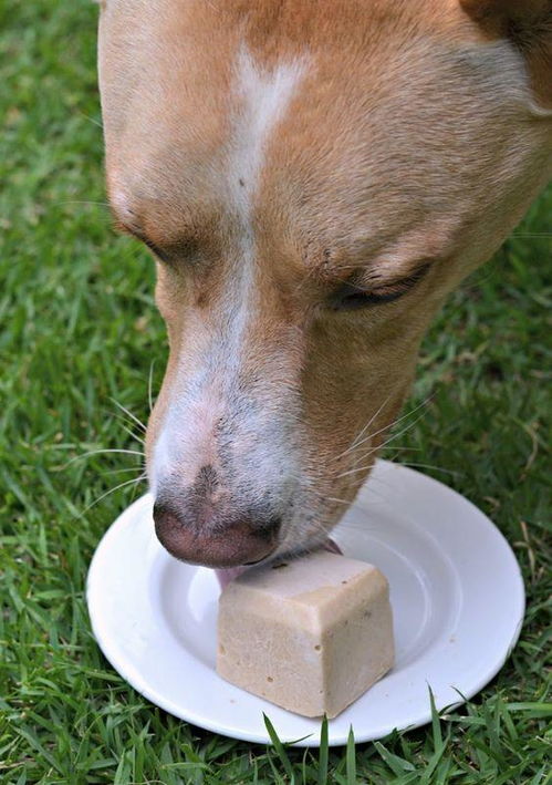 狗喂零食每天喂多少合适