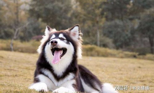 阿拉斯加犬是否为禁养犬