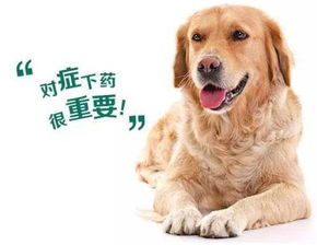 狗洗完澡多久驱虫