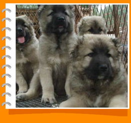 加高索幼犬