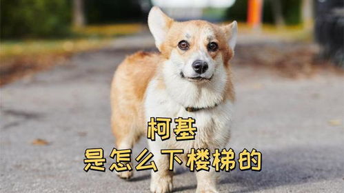 怎样训练柯基狗狗