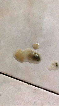 狗狗拉稀黄色是怎么回事