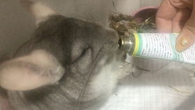 自制龙猫零食