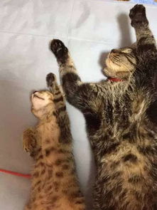 猫到新家多久可以适应
