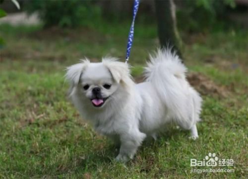 哪种犬长不大