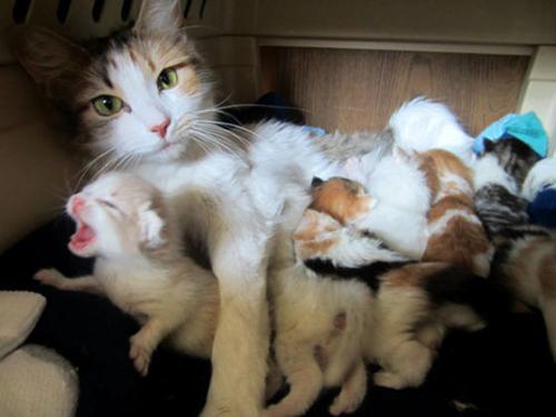 猫猫出生后多久断奶