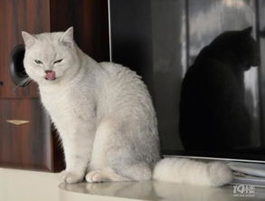 母猫多久会赶小猫