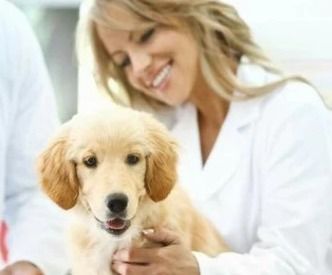 如何防止狗狗得细小和犬瘟