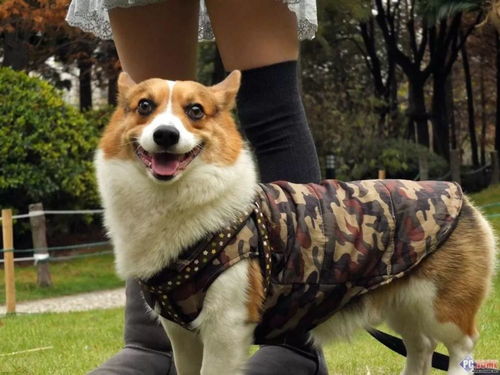 狗紧急避孕药吃什么药