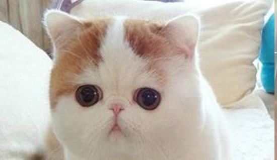 加菲猫幼猫怎么喂养