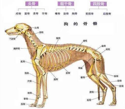 狗狗腰椎病怎么形成的