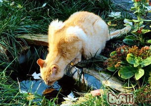 怎样制止猫打狗