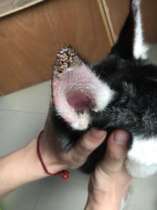 狗狗耳朵外面有个疙瘩