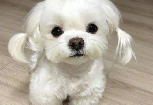 比熊犬几个月可以美容