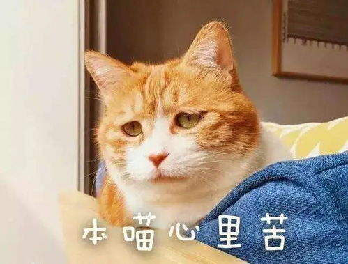 主人咳嗽猫咪来咬人