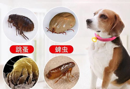 狗狗滴了驱虫药多久能把虫子杀死
