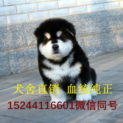 阿拉斯加犬幼犬价格