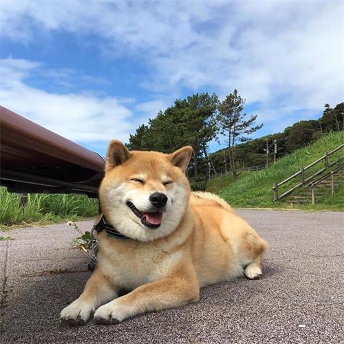 柴犬多久算成犬