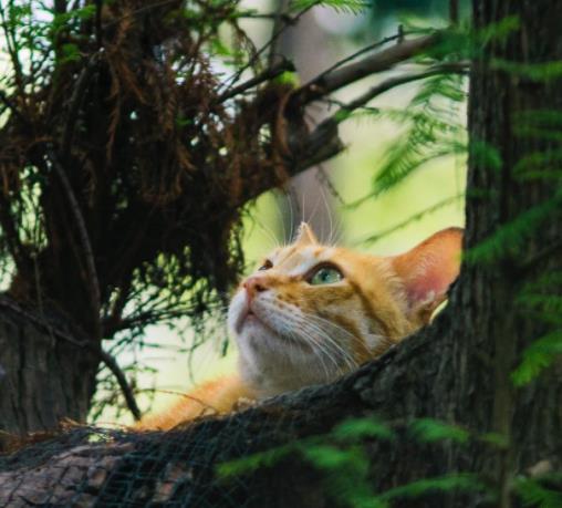 哪些花草对猫无害
