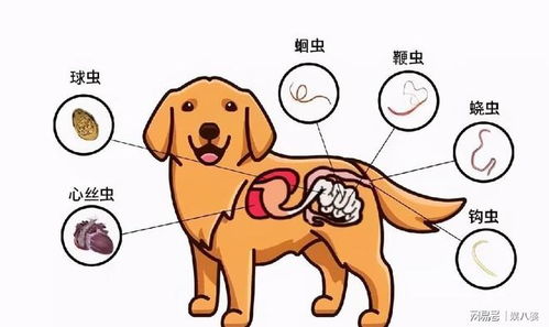 小狗驱虫体内体外区别