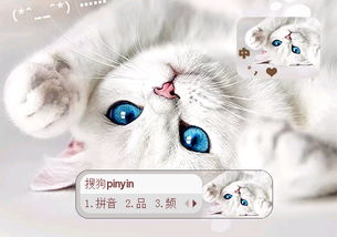 安静的猫猫