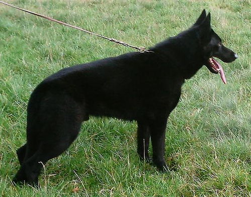 黑色的狼犬