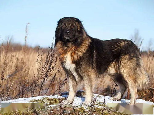 十种猛犬