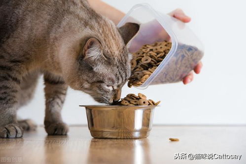 幼猫食量突然增加