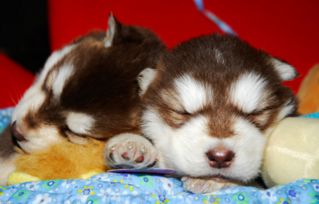 阿拉斯加幼犬怎么洗澡