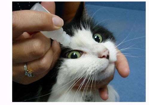 猫咪去泪痕的猫粮