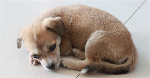 狗狗又吐又拉死了
