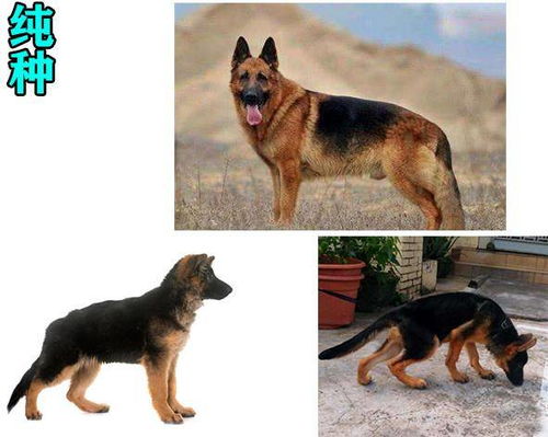 德牧幼犬怎么辨别