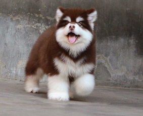 小阿拉斯加犬