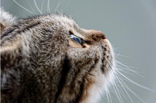 猫绝育多久能醒