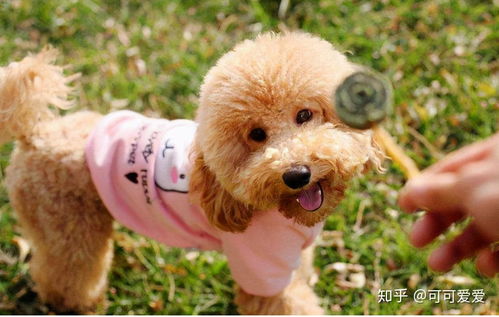 成年泰迪狗多久驱一次虫