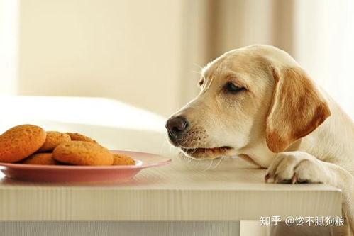 狗狗能吃什么零食比较健康