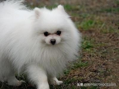 博美狗狗吃啥