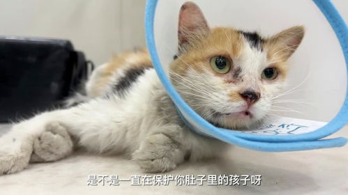 碰到怀孕的母猫