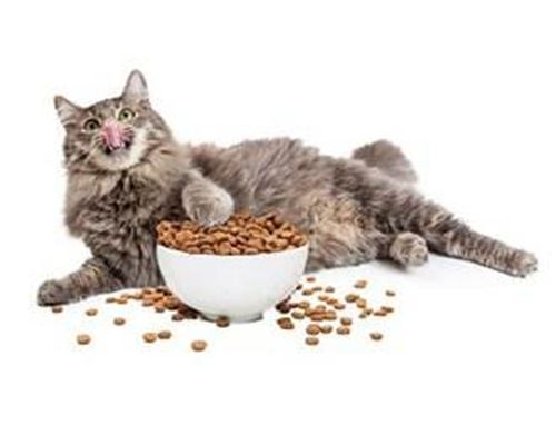 猫粮 不吃