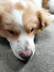 狗鼻出血是怎么回事