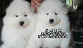 上海哪家犬舍比较好