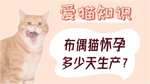 布偶猫怀孕多少天生小猫