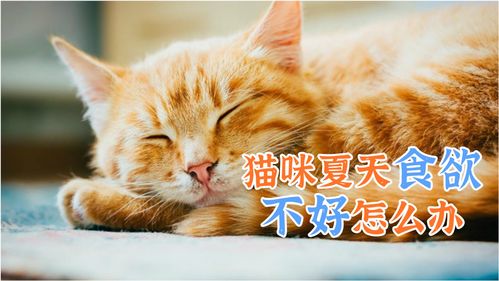 夏天猫没有食欲