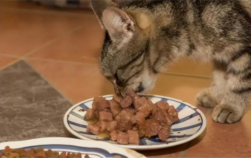 对猫咪肝好的食物
