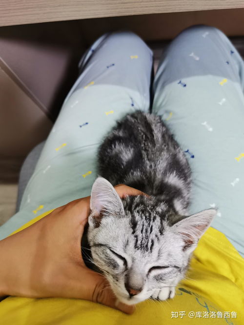 成年美短公猫食量
