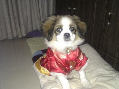 幼犬一般多久长大