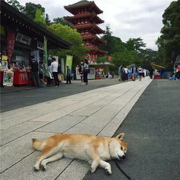 能带狗去的景区