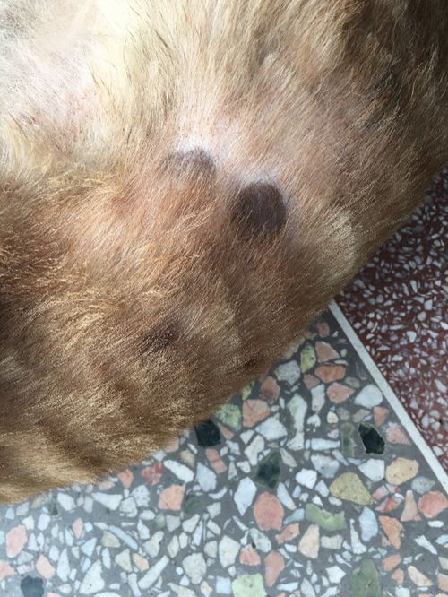 狗身上有咖啡色斑点