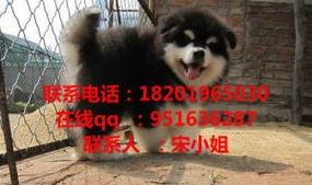 阿拉斯加幼犬晚上叫的很凶