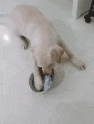 狗狗羊水破后最长几小时生